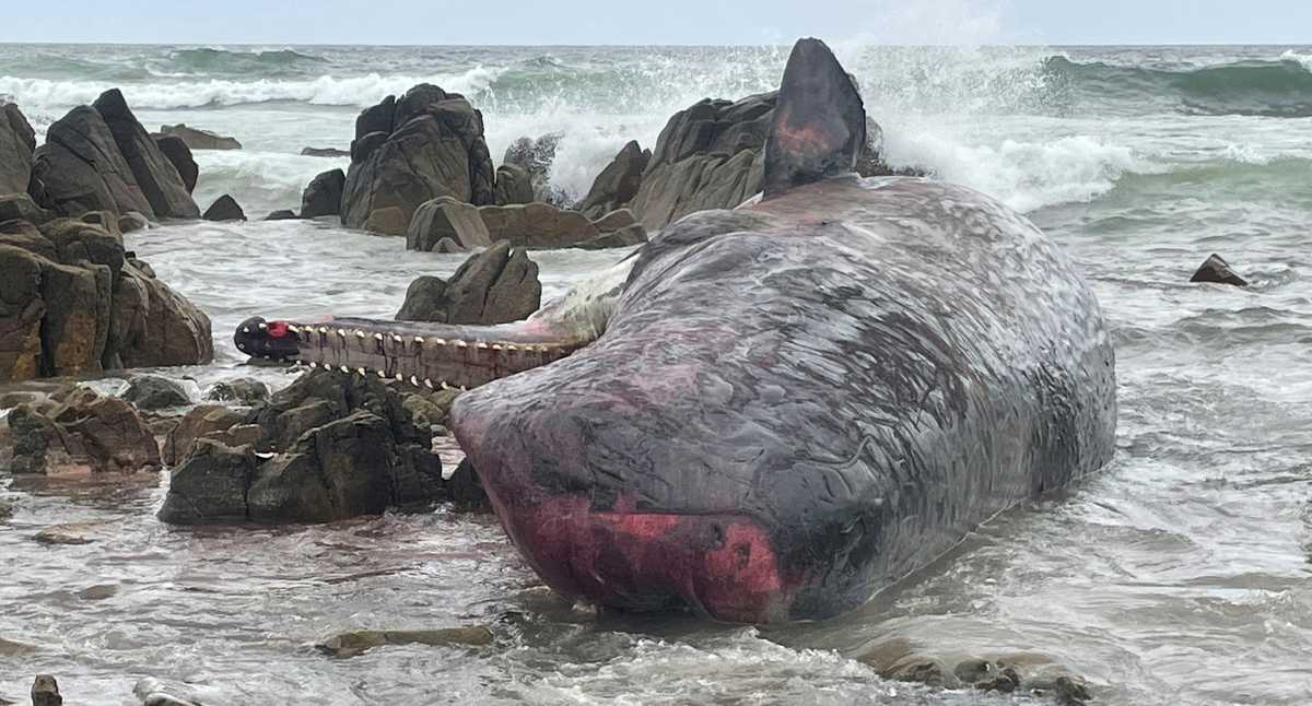 250 pilot whales washed ashore on New Zealand coast and died