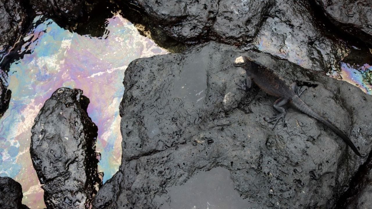 La fauna marina se ha visto afectada por el derramamiento de 2 mil galones de diesel en las Islas Galápagos