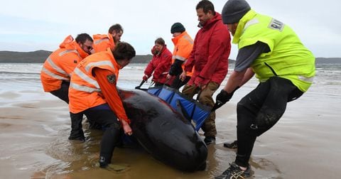 Rescatistas intentan salvar a una de las 460 ballenas que quedaron varadas en una bahía de Tasmania, en Australia. Septiembre de 2020.
