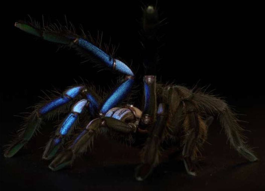 Chilobrachys natanicharum, nueva especie de tarántula azul eléctrico, un color raro en animales