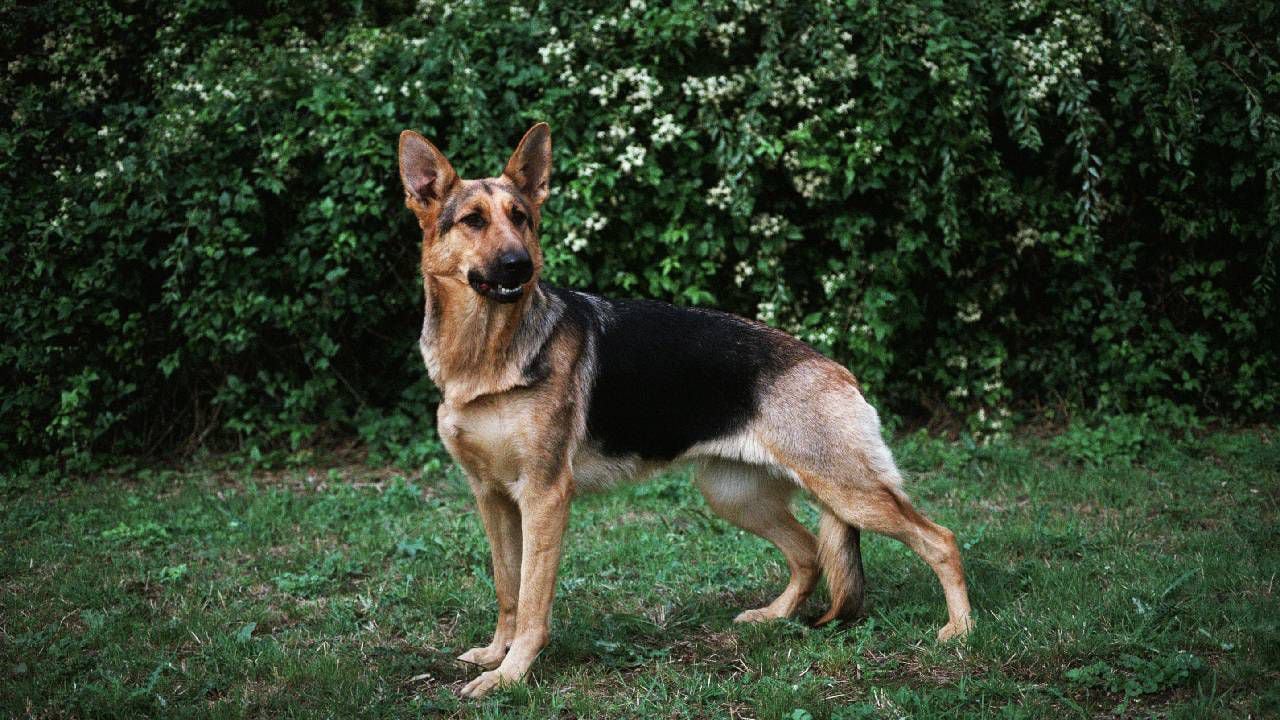 Imagen de referencia de un pastor alemán. El canino en cuestión fue encontrado en buenas conddiciones.