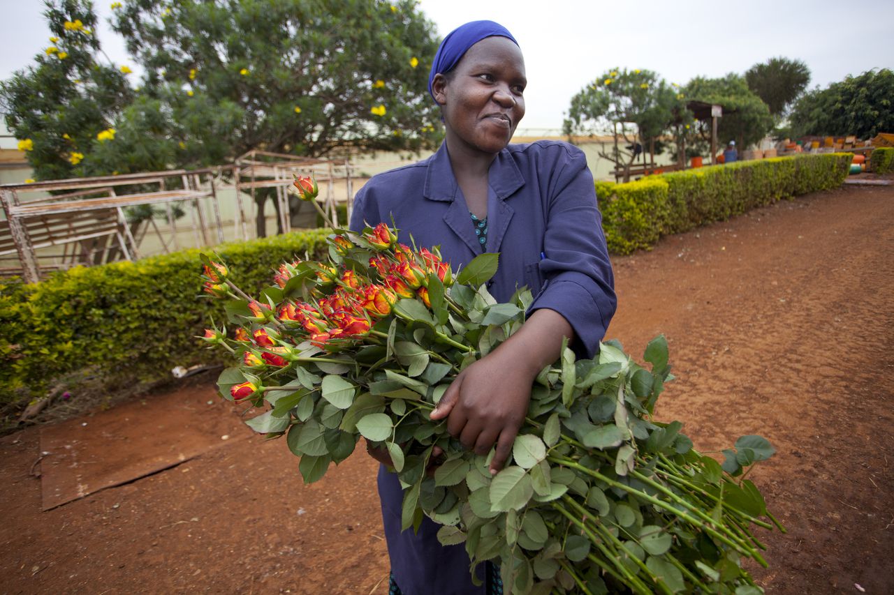 El sector floricultor genera empleos para, mayormente, mujeres en el país.