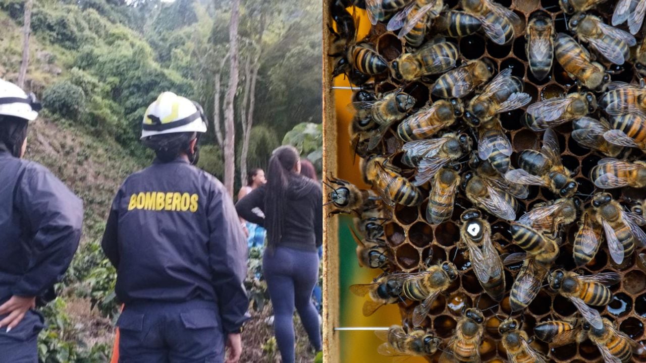 Hombre murió cuando esquivaba ataque de abejas en Antioquia.