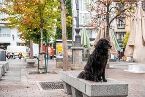 Un lindo perro negro se sienta en un banco afuera de un restaurante, en la Plaza Santa Ana en Madrid, España.