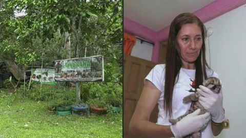 Dos pumas recién nacidos y un puercoespín convaleciente comparten habitación en la casa de la familia Zapata, que renunció a la ganadería para dedicarse a cuidar los bosques y rescatar animales desterrados por la deforestación de la Amazonía colombiana.
