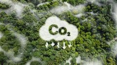 El mercado de carbono ha sido una de las respuestas recientes a la deforestación en el mundo.