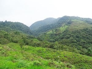 Investigadores creen que la distribución de V. voragine se limita a estas zonas, donde los bosques son altamente conservados. Foto: Jhon Zamudio.