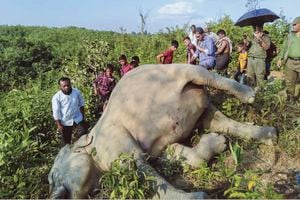 Incrementa el número de muertes de elefantes en Asía a causa de cercos eléctricos