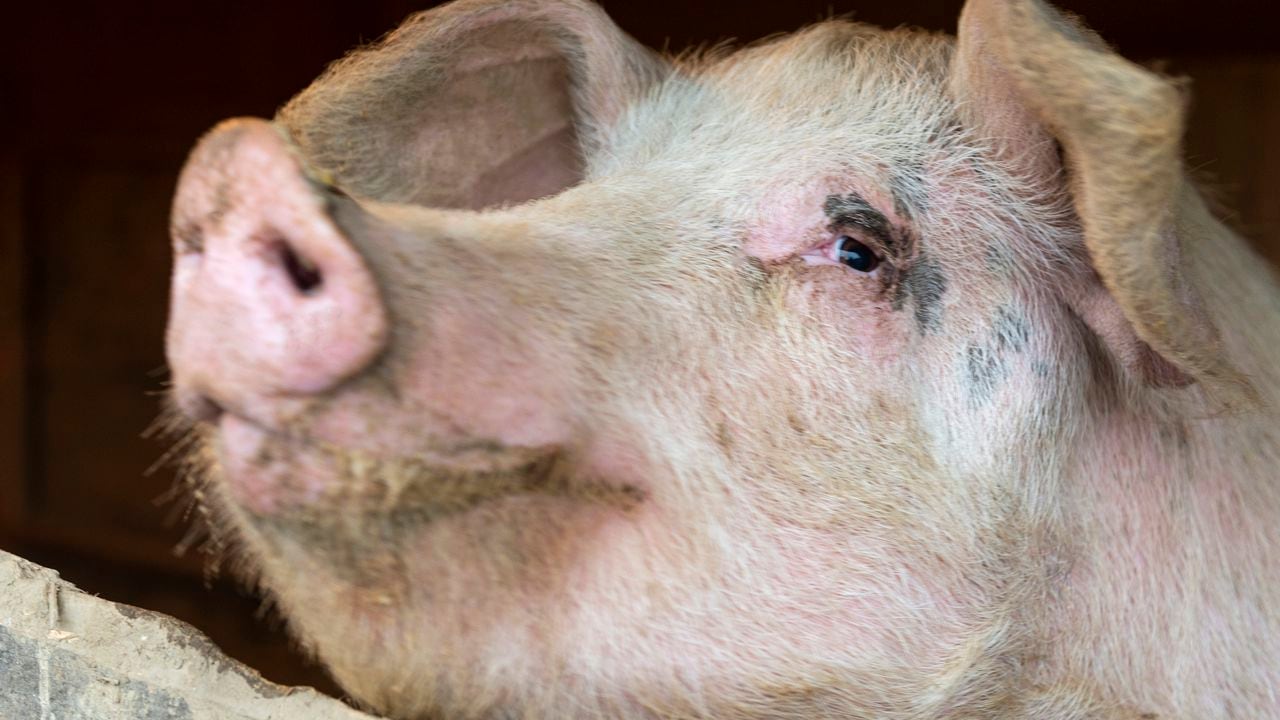 El cerdo no había podido ser capturado hasta que volvió a atacar a la familia