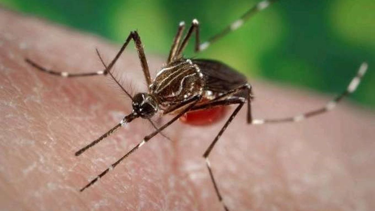 Ejemplar de mosquito Aedes aegypti
GOBIERNO DE CANARIAS
(Foto de ARCHIVO)
20/12/2022 chikungunña