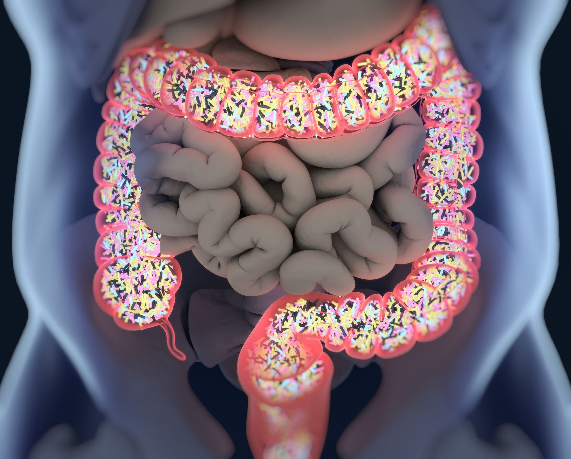 Probiotics are food for the gut flora.