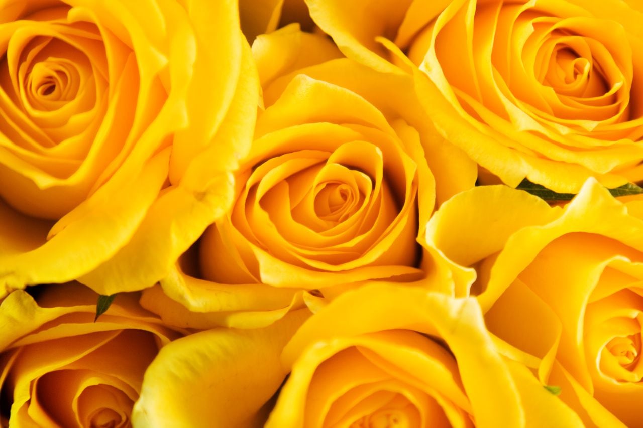 Las rosas amarillas significan amistad
