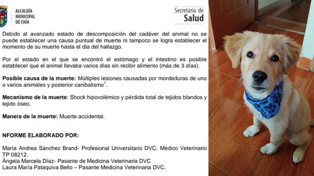 El informe de necropsia de las autoridades de Chía indica que Dante no comió durante 3 días seguidos y que fue atacado por otros perros, quienes se alimentaron con su cuerpo.
