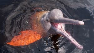 El avistamiento de delfines rosados o 'Toninas' es uno de los principales atractivos turísticos en Puerto Carreño.