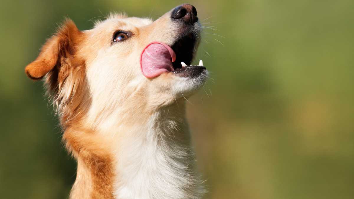 Razones por las que cualquier tipo de heces resultan 'deliciosas' para los perros