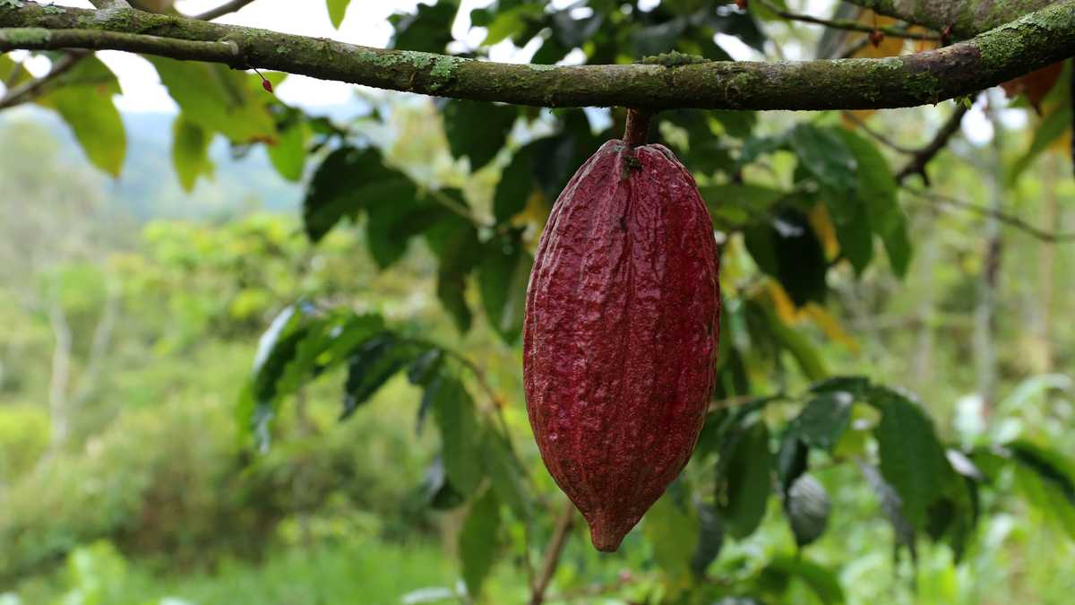 Cacao. SMehmann&AKramer / Getty Images