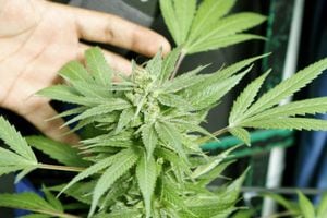 En Canadá se aprobó un proyecto de ley que regula la producción, distribución y consumo del cannabis.
