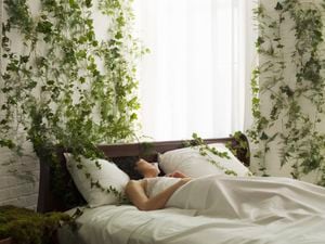 Varias plantas tienen efectos calmantes que sirven para descansar en la habitación. Foto: Getty Images.