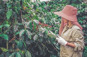 Las mujeres a través de los años han desempeñado un papel fundamental en la caficultura del Valle del Cauca. Ahora lideran asociaciones y cooperativas que producen café tipo exportación que estará expuesto en Bogotá.
Foto: 123 Rf