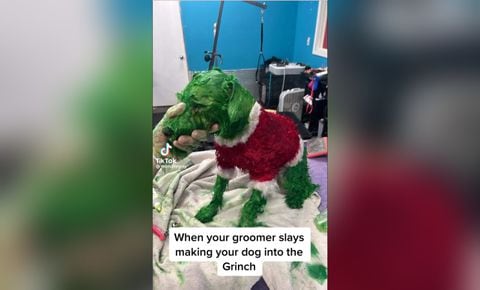 Indignación contra tiktoker que tiñó a su perro de verde para “hacerlo parecido al Grinch”
