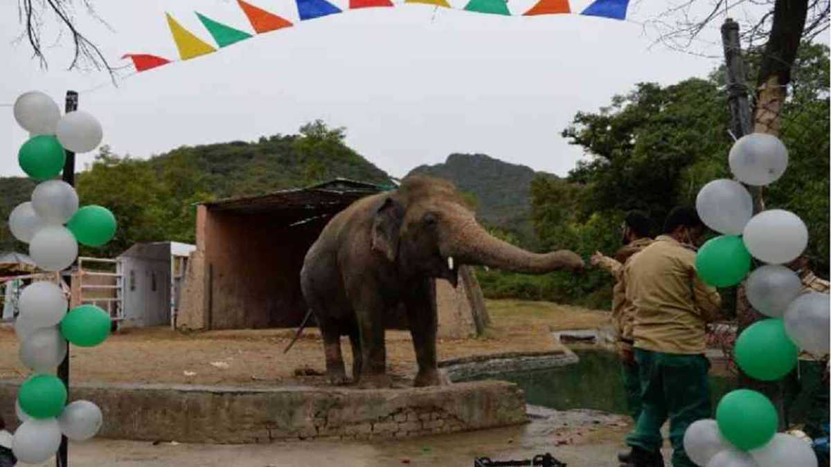 Kaavan permaneció durante 35 años encerrado en un zoológico, la mayor parte del tiempo estuvo solo. Foto: AFP