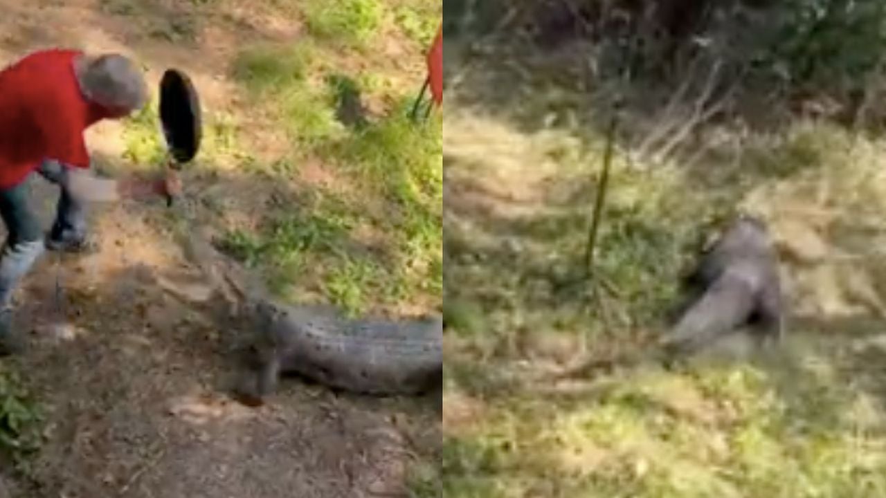 Ataque de cocodrilo en Australia
