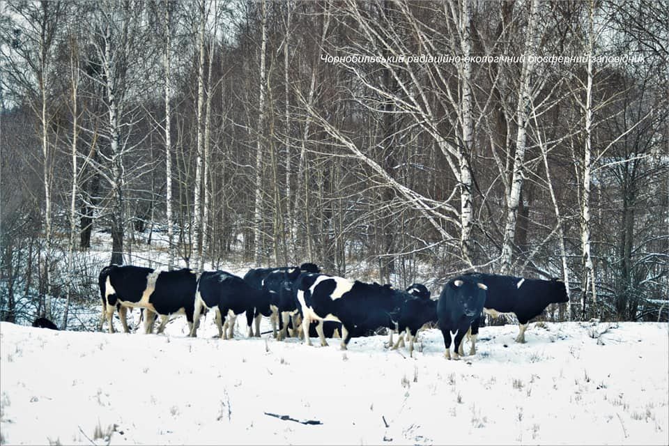 Vacas de Chernobil
