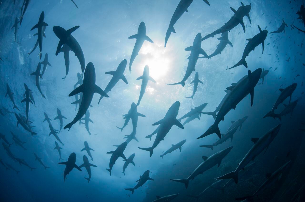 Los tiburones usualmente son asociados como los animales más peligrosos en el mar.