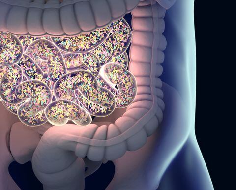 Un plan de alimentación saludable puede mejorar la microbiota intestinal.