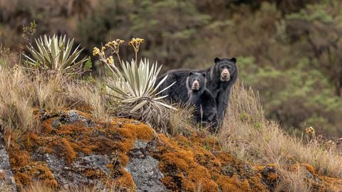 Los osos de anteojos son una especie emblemática y culturalmente significativa para Colombia.