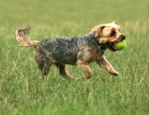 Una foto de un yorkshire terrier jugando con una pelota de tenis