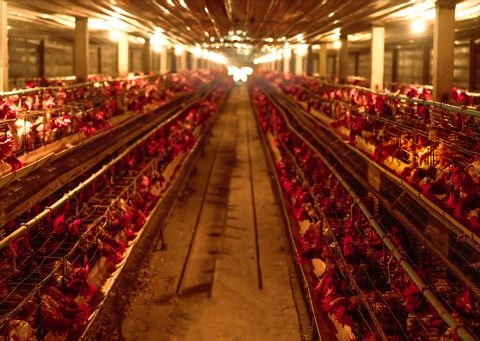 10N3: detectan en China el primer caso de contagio en humanos con esta cepa de gripe aviar