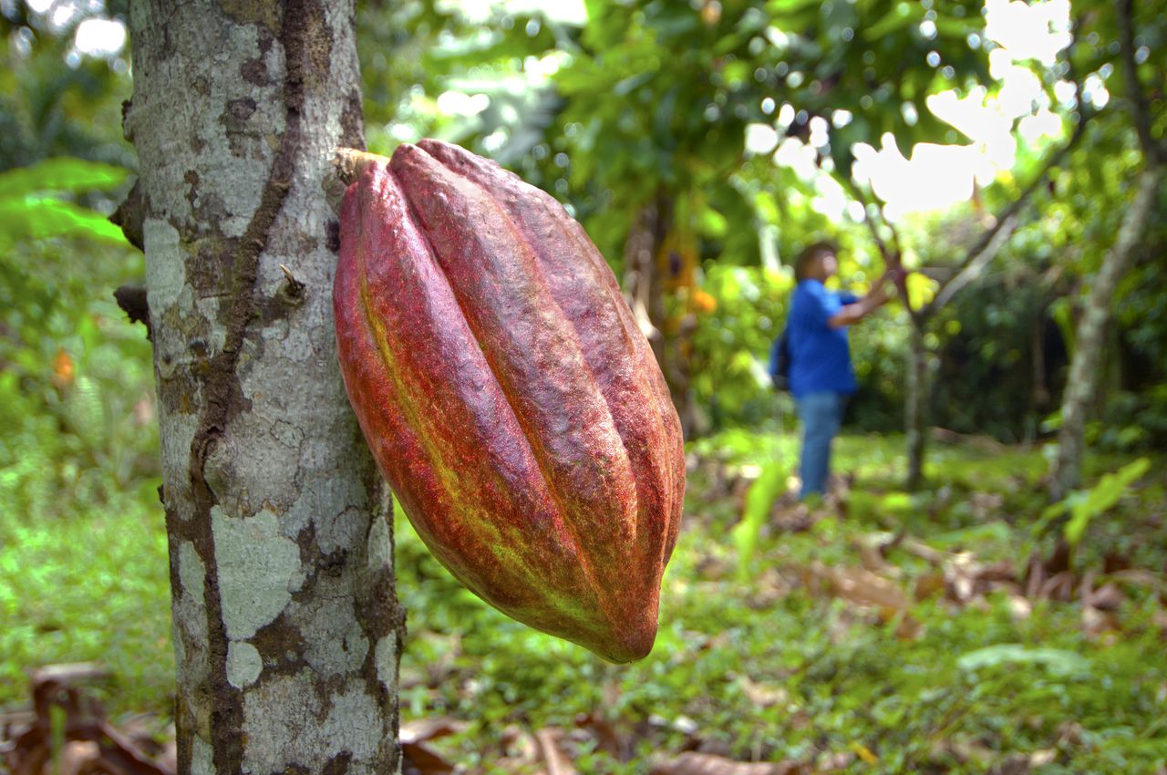 Cacao - Familias Cacaoteras