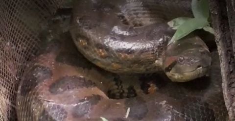 Anaconda entregada en el Meta y trasladada al Parque Hacienda Nápoles, en Antioquia. Parque Hacienda Nápoles