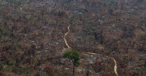 Incendios y deforestación en Brasil