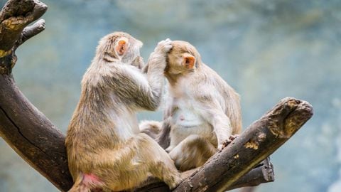 El estudio sobre los monos encontró que no había alteraciones en el nivel reproductivo.