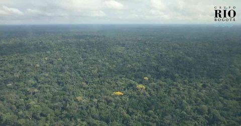 Saving the amazon y Banco de Bogotá se alian para reforestar el Amazonas
