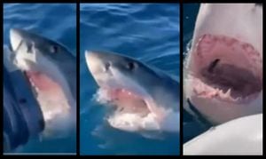 Un tiburón blanco acechó durante una hora el bote en que se desplazaba una familia cerca a las costas de Australia Occidental.