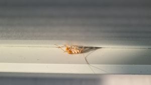Las cucarachas son insectos que pueden causar complicaciones de salud.