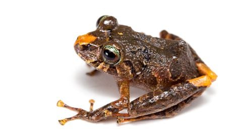 Descubren 6 nuevos tipos de ranas en Ecuador