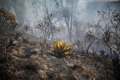 Incendios forestales en el municipio de Sopo Cundinamarca