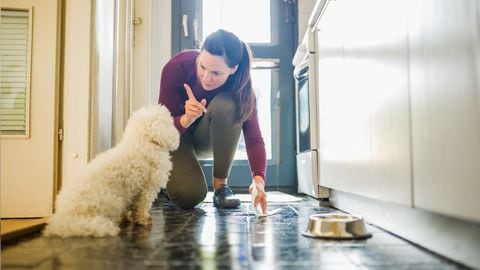 ¿Cómo evitar que los perros orinen en la puerta?