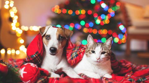 Perro - gato - Navidad - mascota