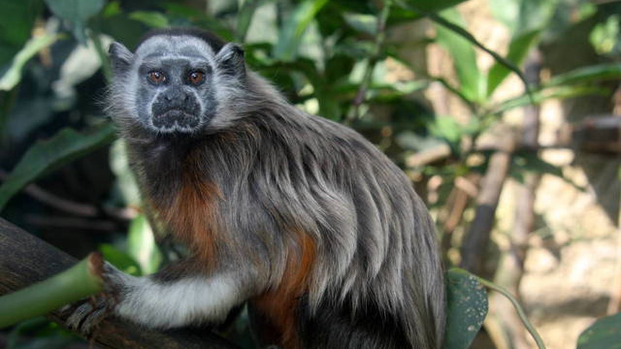 El mono fue encontrado herido en vía pública del municipio de San Rafael. (Imagen de referencia).