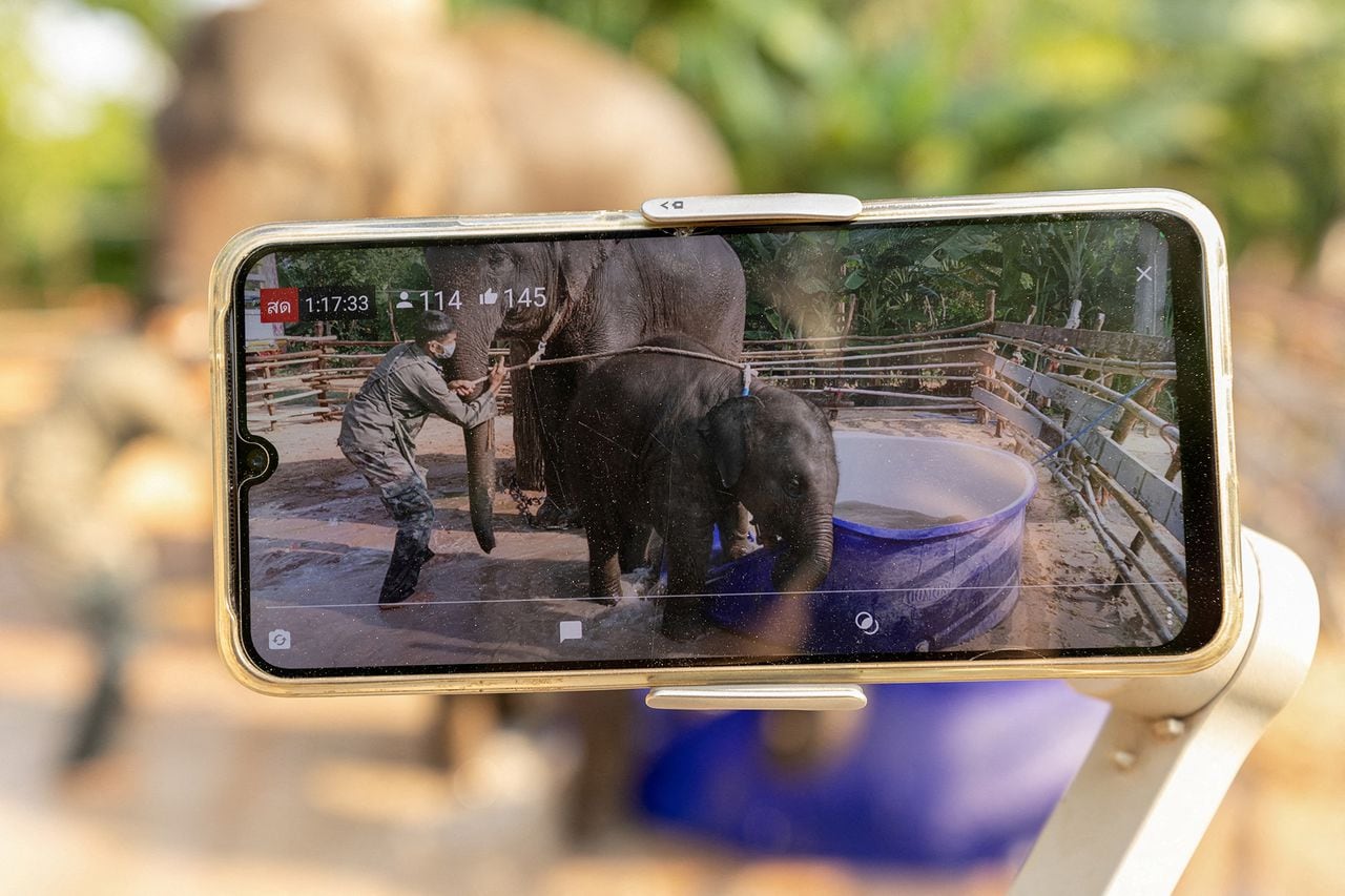En imágenes: Por medio de Streaming se tratan de sobrevivir los elefantes sin trabajo de Tailandia en crisis