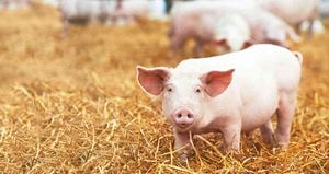 Miles de personas podrían estar en peligro de contraer peste porcina, pero, además, la industria de carne blanca corre peligro.