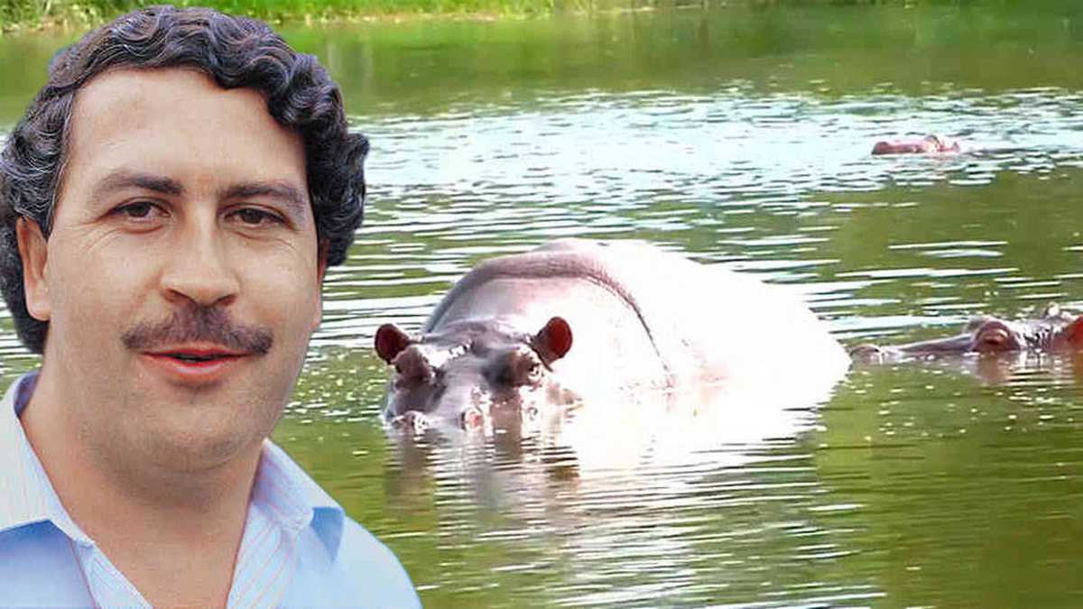 Los hipopótamos de Pablo Escobar siguen multiplicándose en el Magdalena Medio Foto: Archivo particular