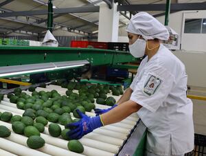Agroindustria. Managro es una empresa con capital Israelí que este mes cumplió un año de operaciones en el Valle del Cauca. Empacan y comercializan aguacate Hass y limón.