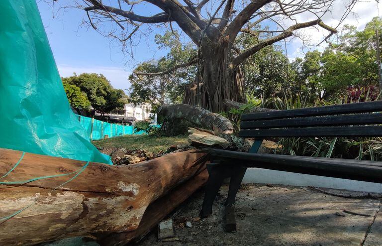 Una poda irregular habría causado la afectación del emblemático árbol de caucho en el Parque del Perro.