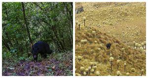 Dos osos andinos fueron registrados en los últimos días en diferentes regiones del país.